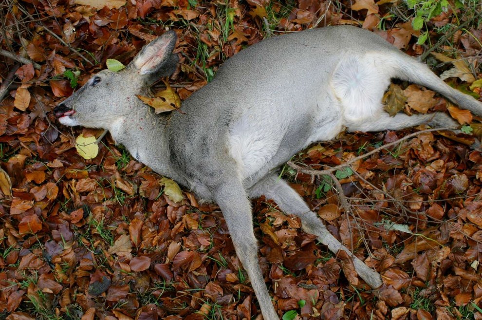 D�de dyr skaber nyt liv i naturen