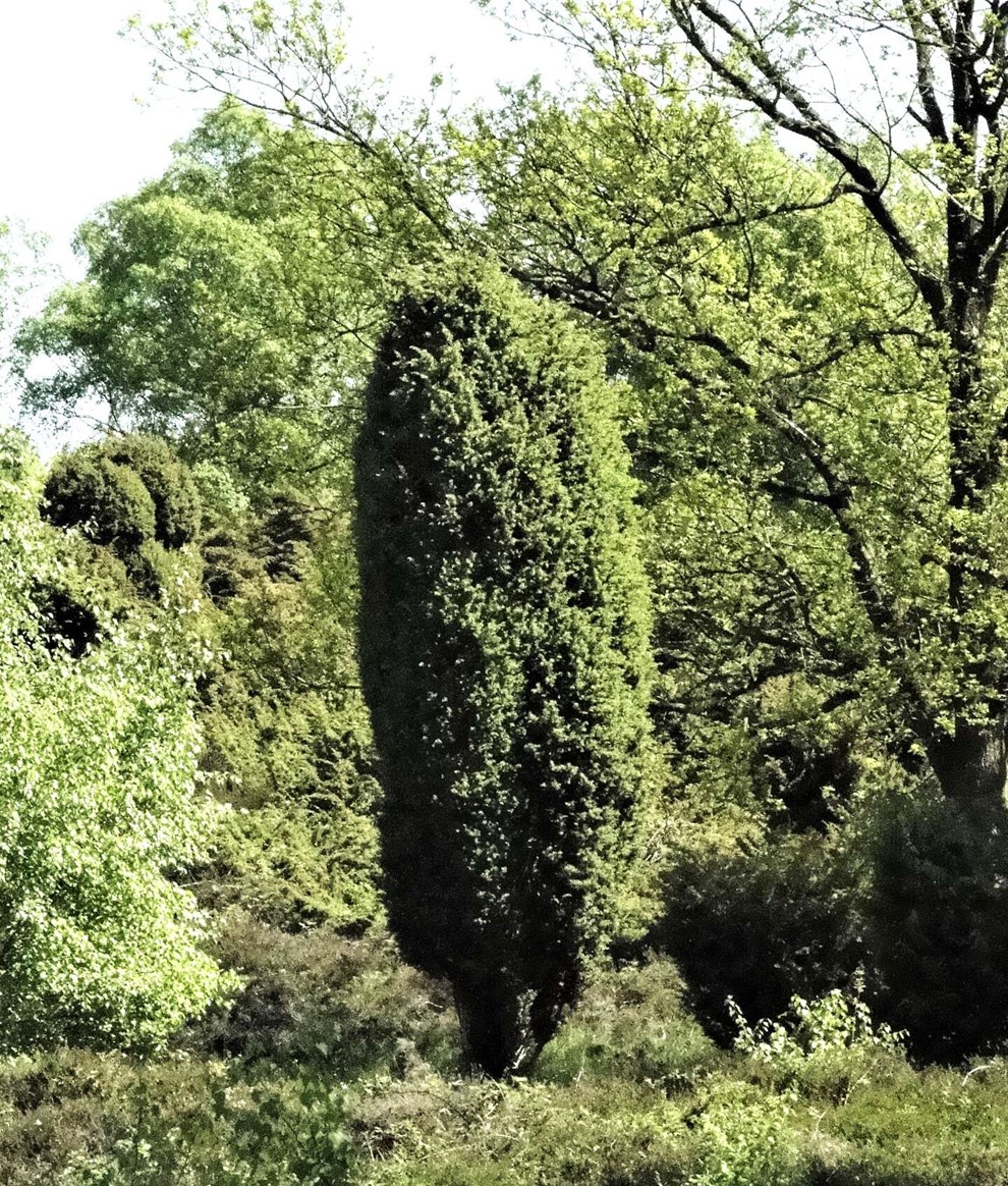 Bornholms seje overlever