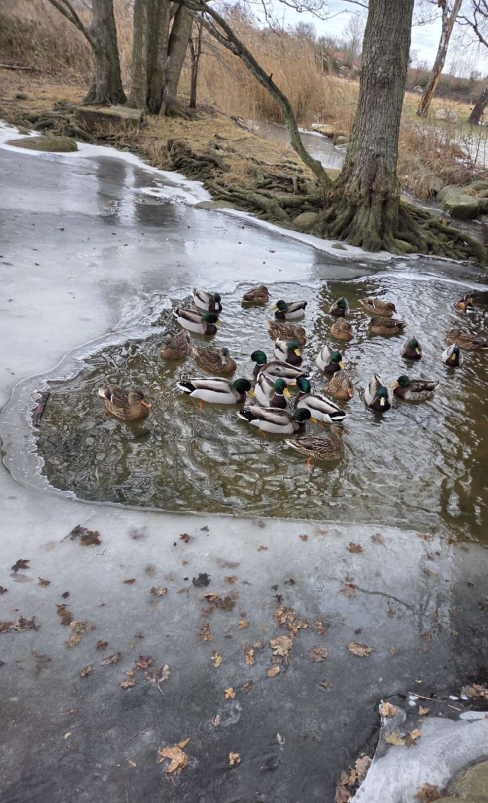 Dagens billede: Koldt om 