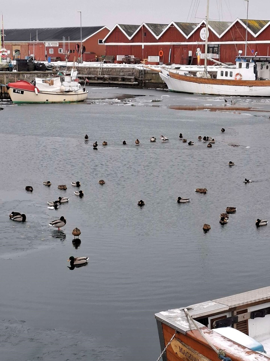 Dagens billede: Hasle Havn med grødis Dagens billede: Hasle Havn med grødis