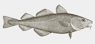 Tungere end torsken i Østersøen