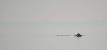 Kan have store konsekvenser for at finde føde