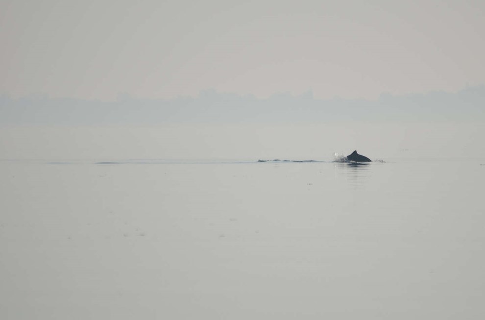 Kan have store konsekvenser for at finde f�de