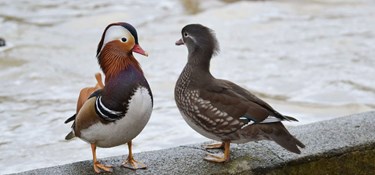 Efter to år: Hannen er der endnu, men hunnen er død