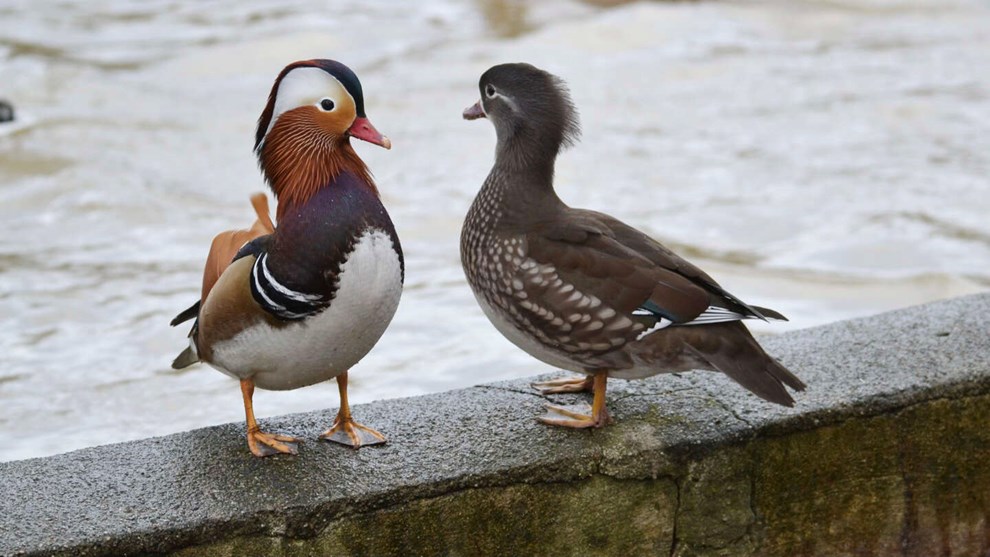 Efter to år: Hannen er der endnu, men hunnen er død Efter to år: Hannen er der endnu, men hunnen er død