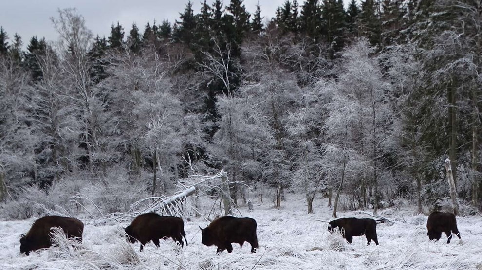 De tunge drenge flytter ind