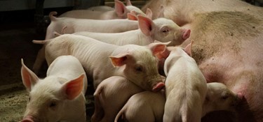 Man ignorerer en ubehagelig sandhed