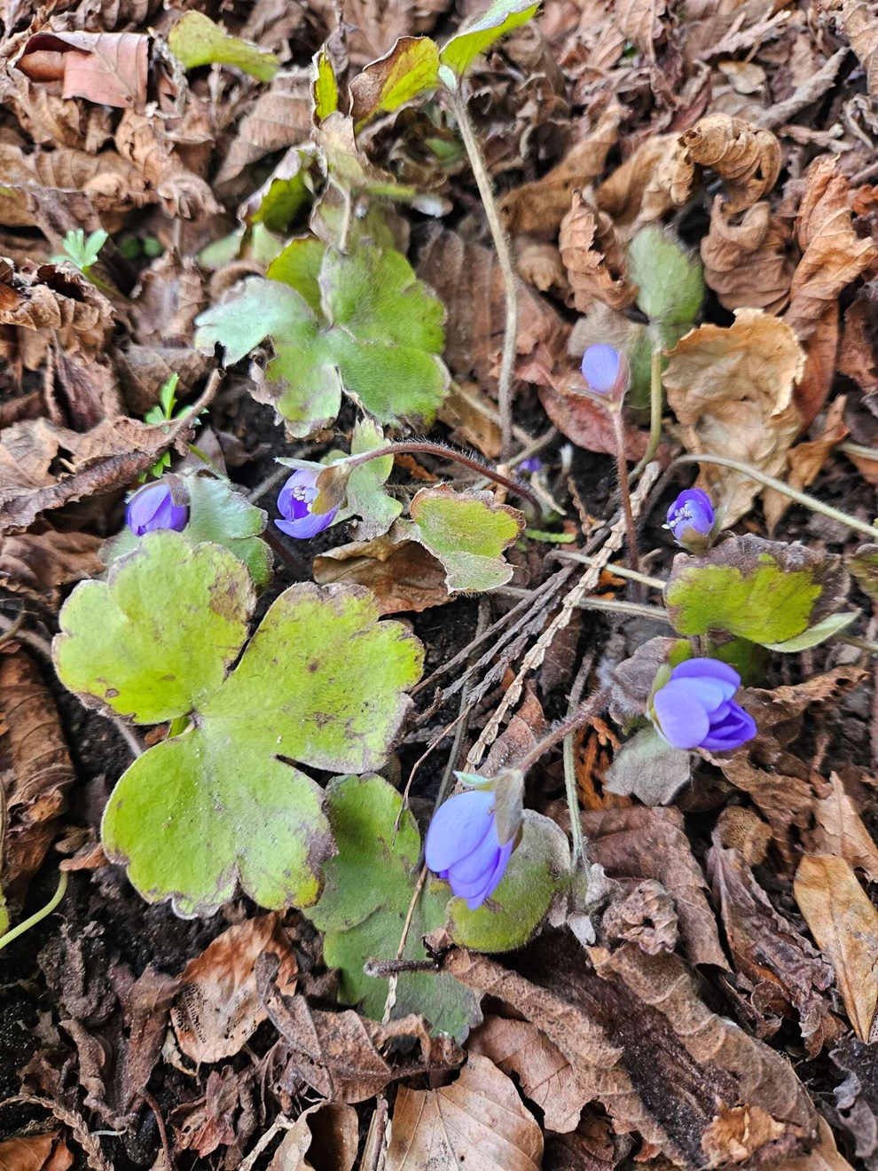Dagens billede: Ungarsk anemone titter frem