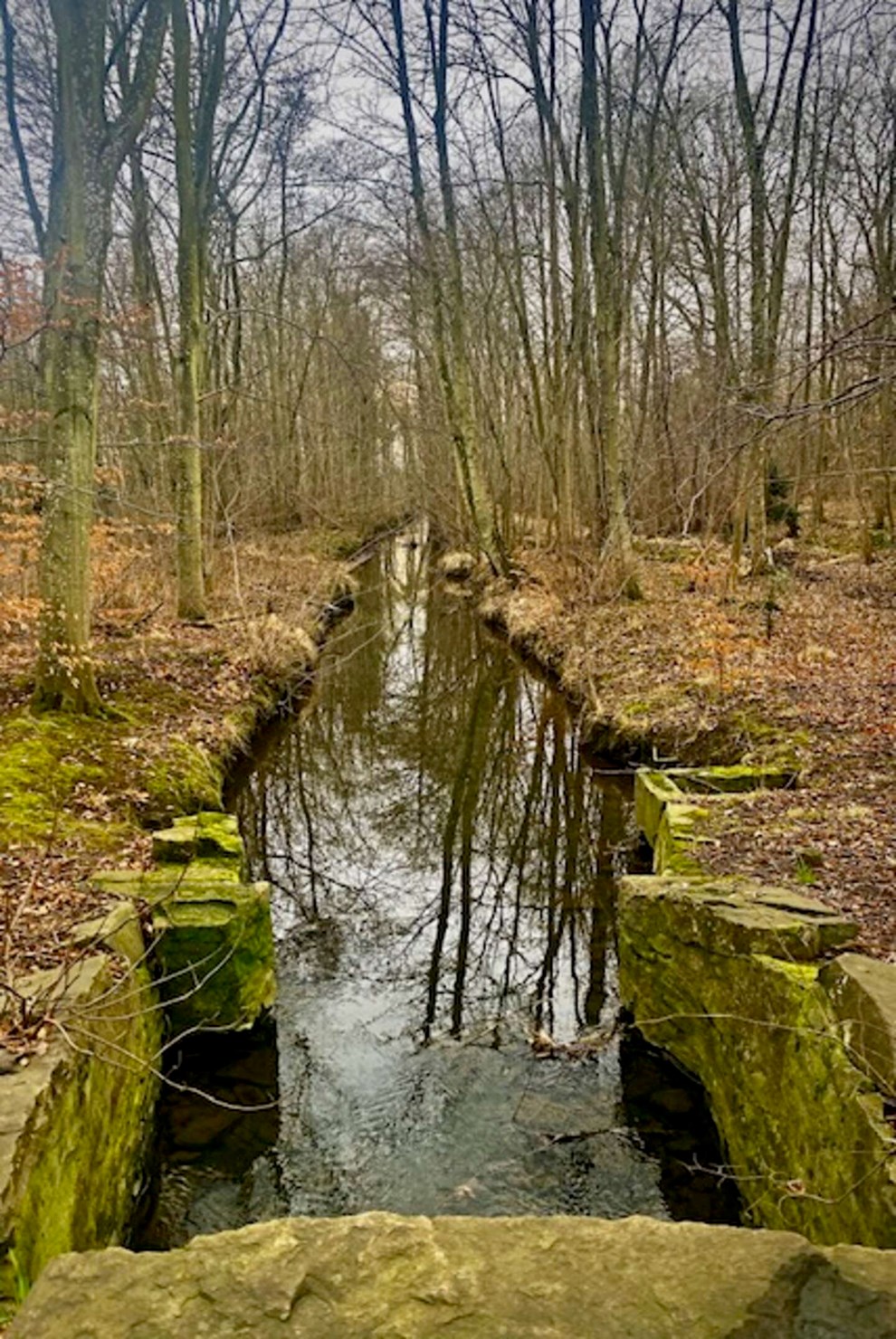 Dagens billede: Stilhed i Lystskoven