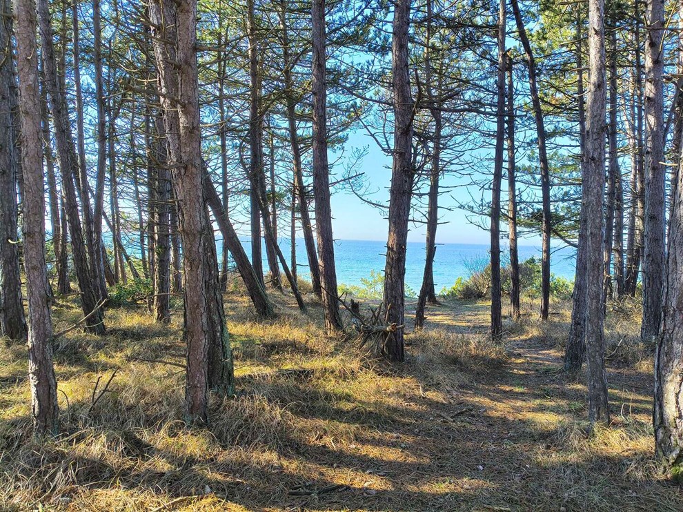 Dagens billede: Mellem stammer og tr�er