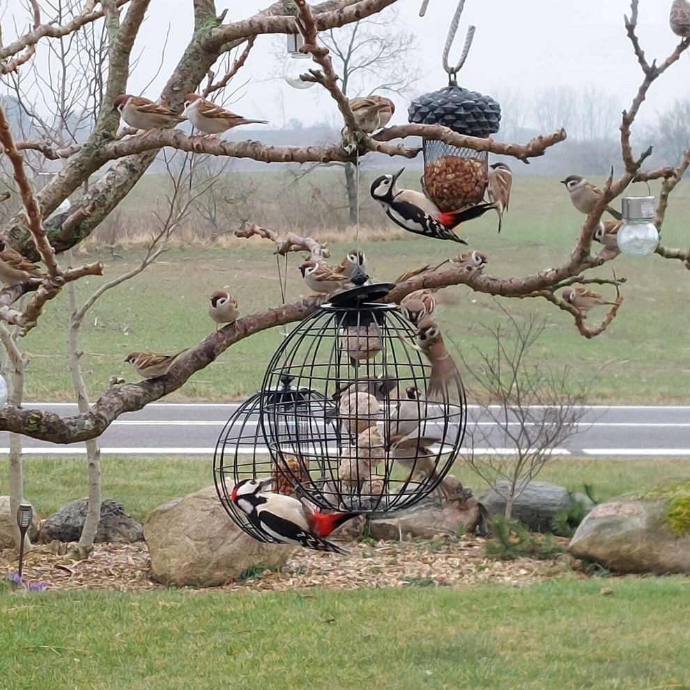 Dagens billede: Spætter på besøg i Klemensker Dagens billede: Spætter på besøg i Klemensker