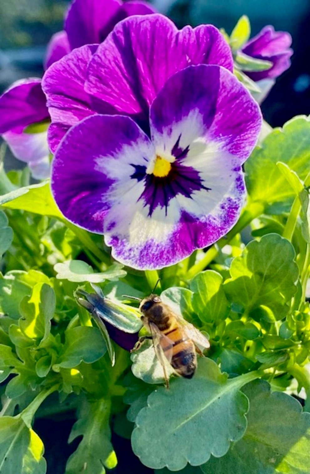 Dagens billede: Travl bi i Nex�