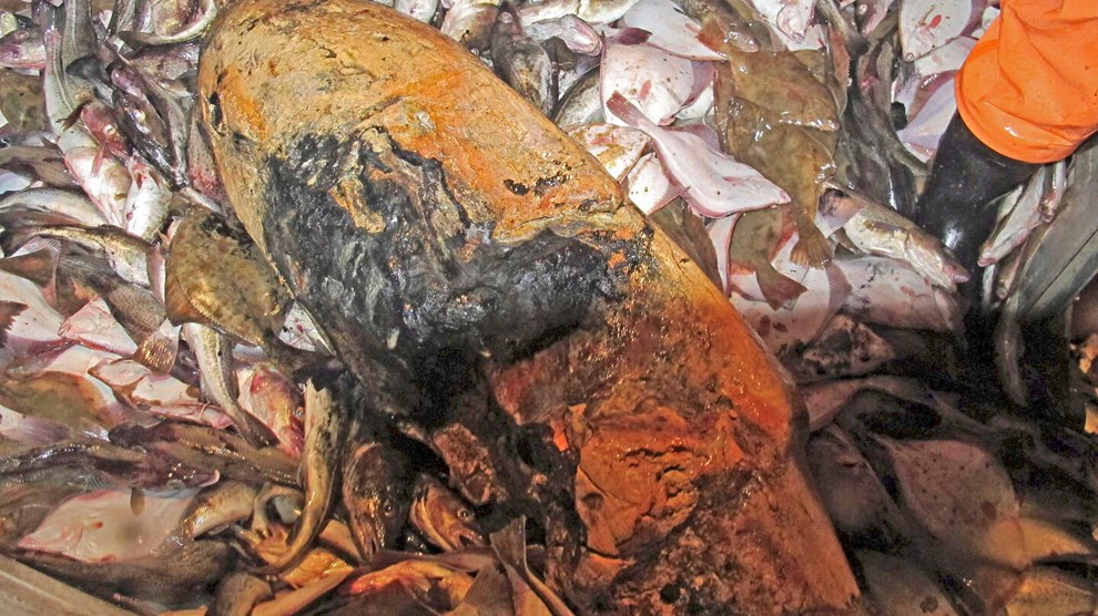 Et lokalt problem � et internationalt ansvar