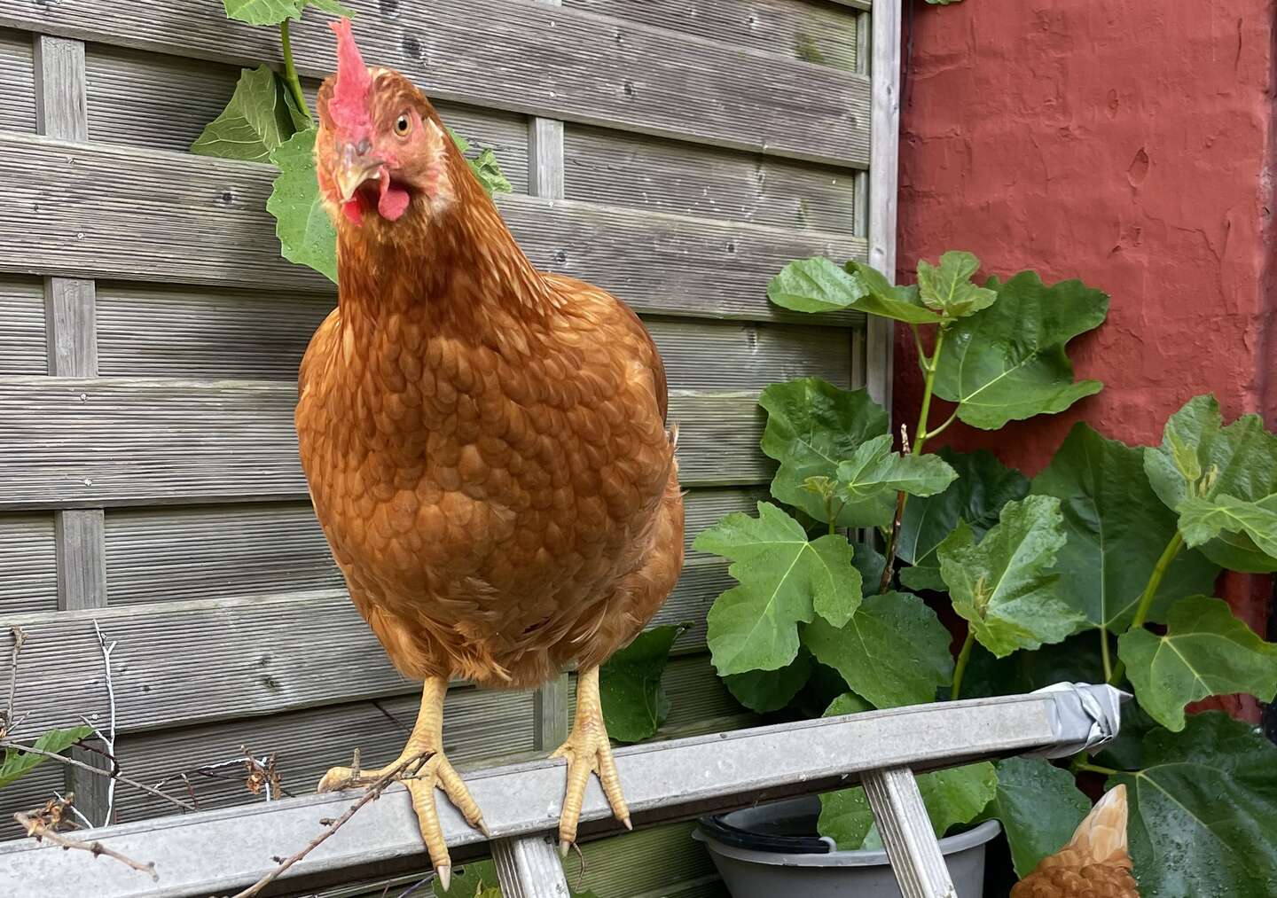 Barren skal ikke s�nkes