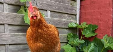 Barren skal ikke sænkes