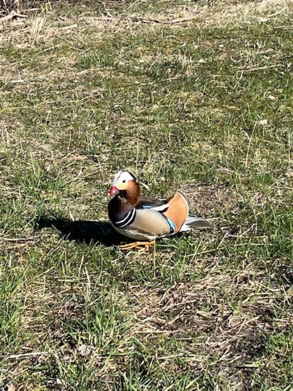 Dagens billede: Mandarinand i R�nne