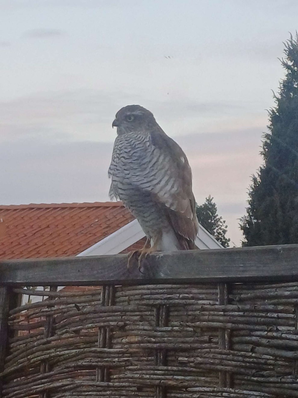 Dagens billede: En uventet spurveh�g i haven