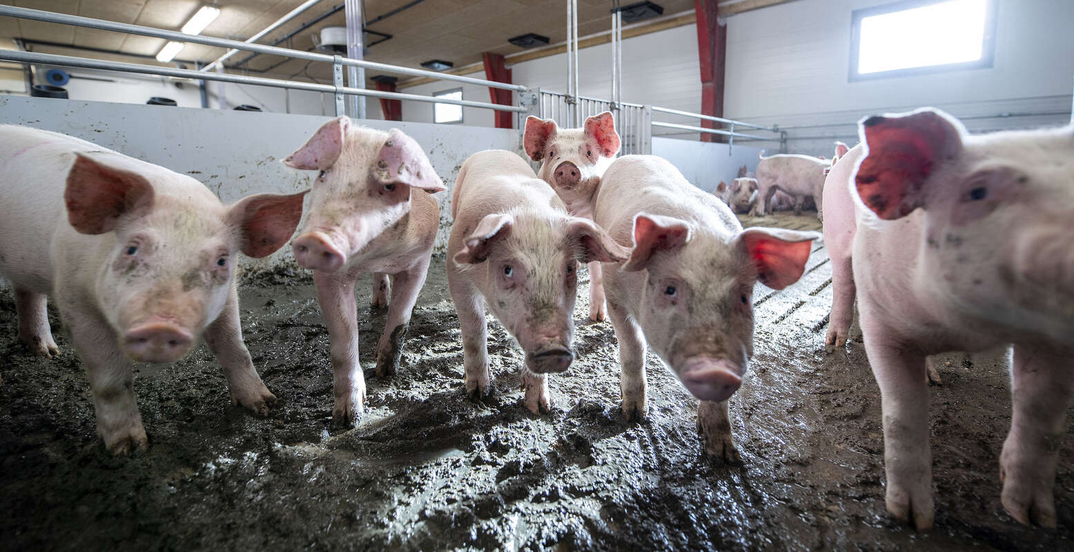 S�tter tre g�rde til salg for over 100 millioner