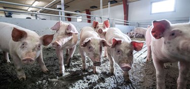 Sætter tre gårde til salg for over 100 millioner