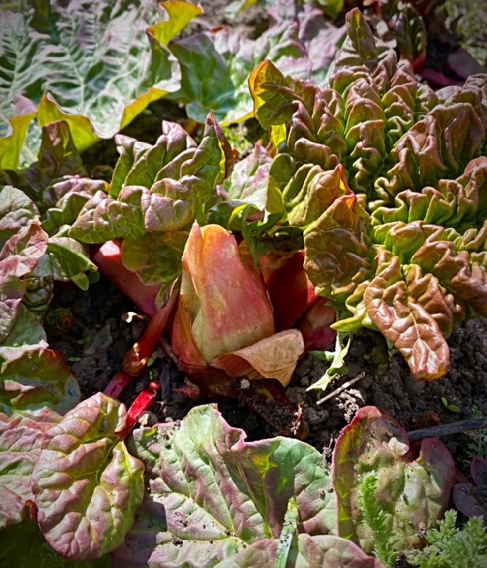 Dagens billede: Rabarberne er ved at v�gne fra vinterens hi