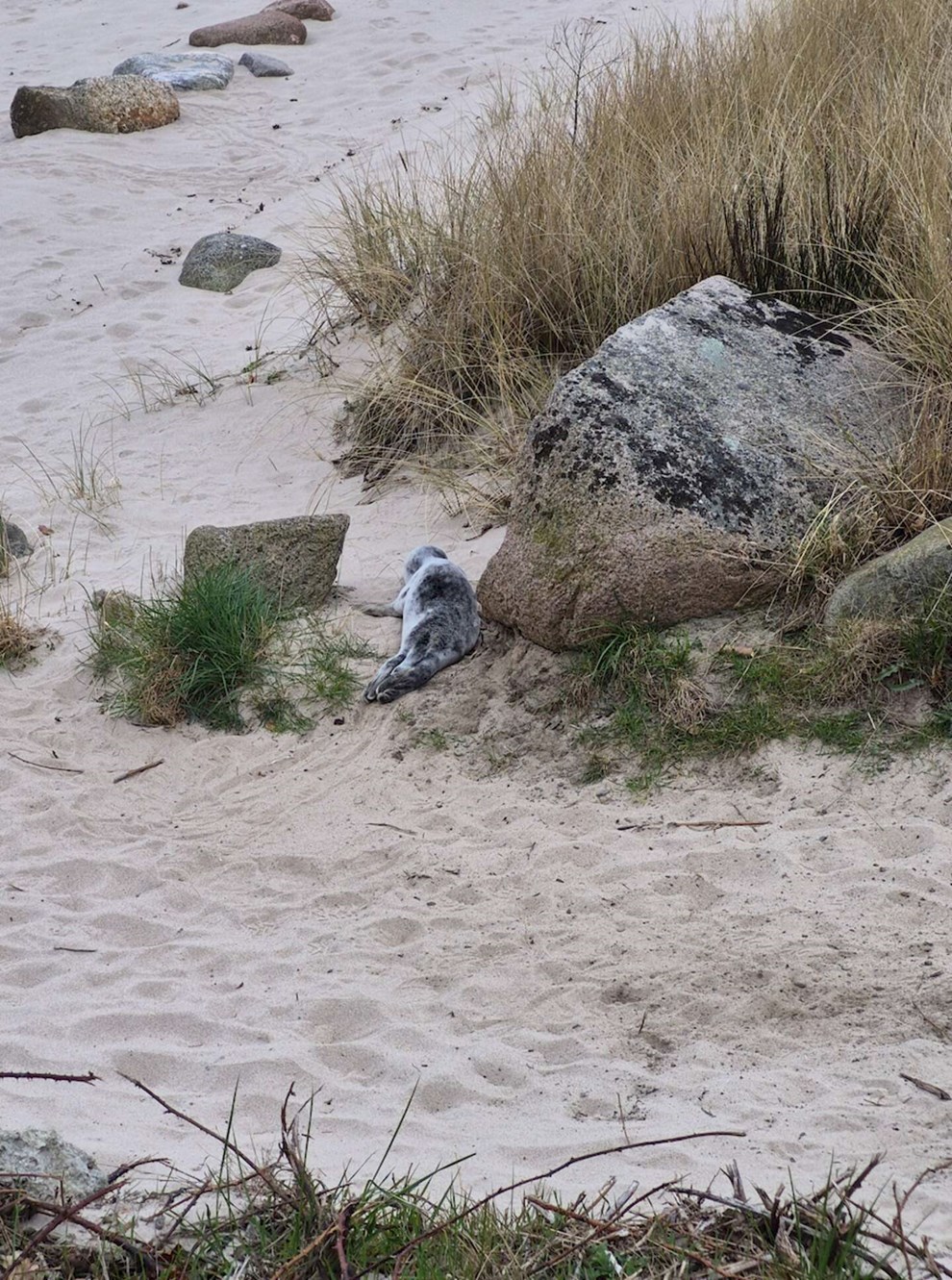 Dagens billede: S�l p� Sandk�s