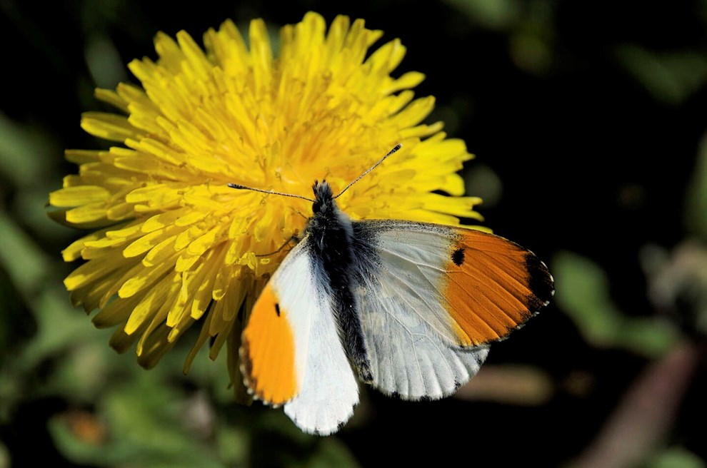 Guidet tur i Svartingedal med Michael Stoltze