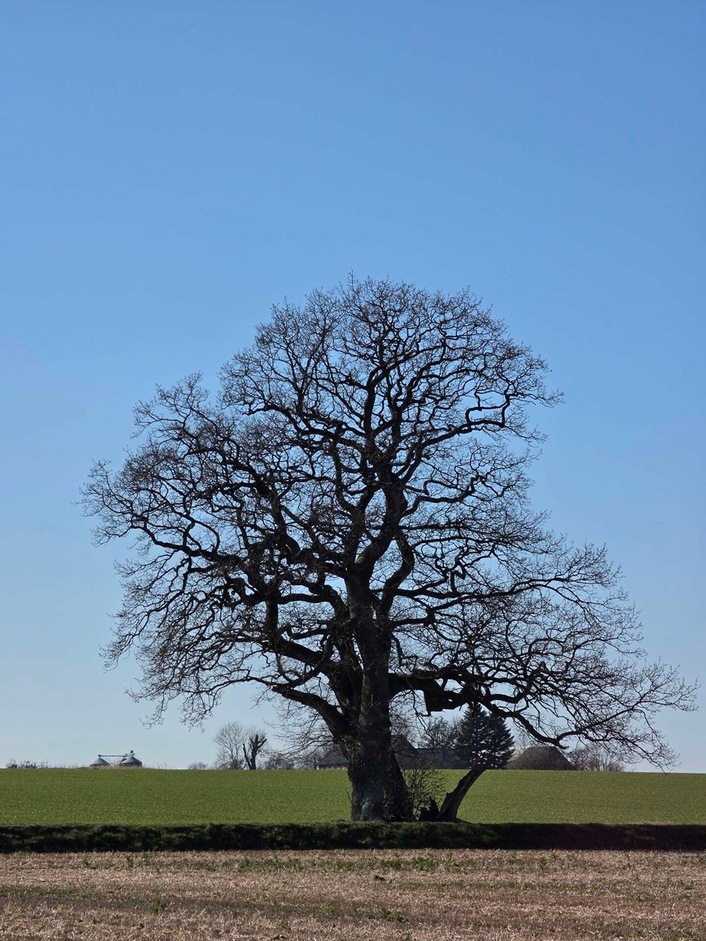 Dagens billede: Br�ndte Ole ved Stampereg�rd