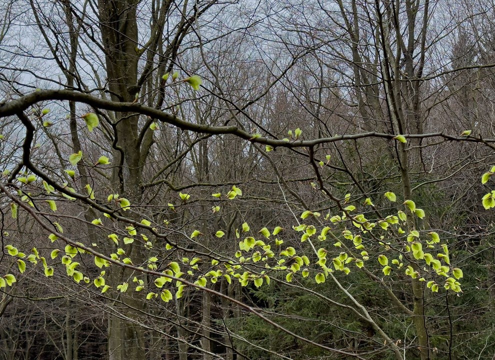 For�r i Almindingen: B�gen er sprunget ud