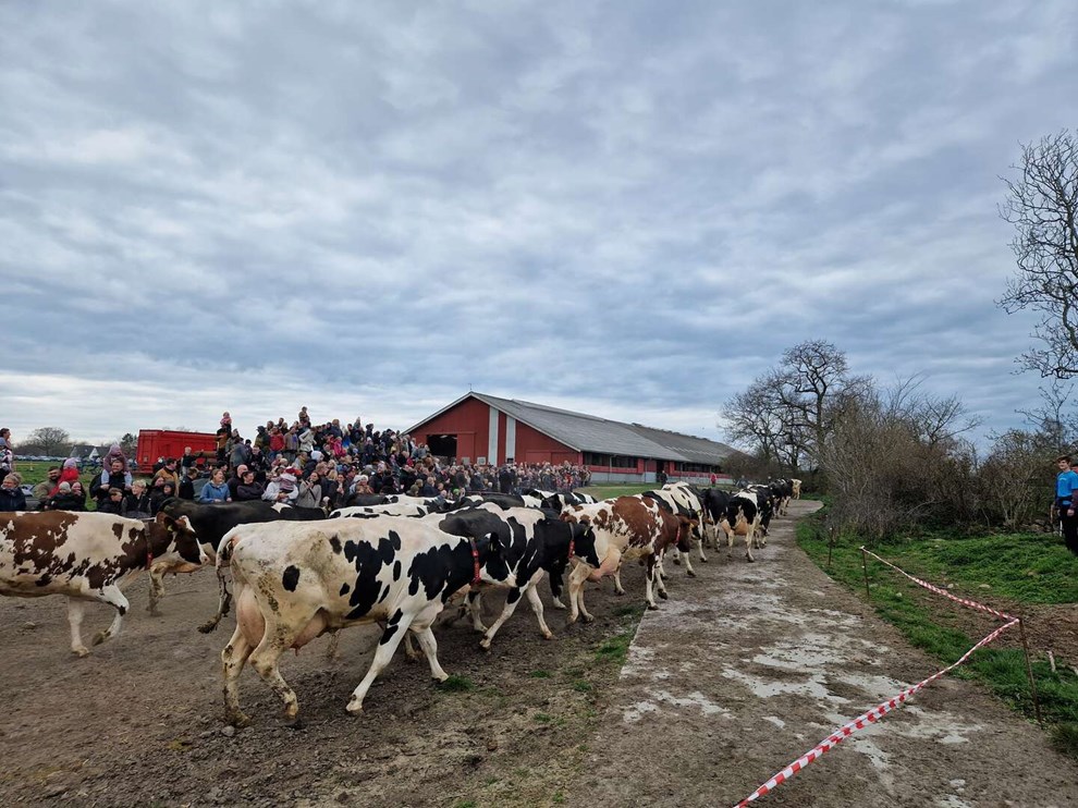 S� kom k�erne p� gr�s - men de var lidt i tvivl 