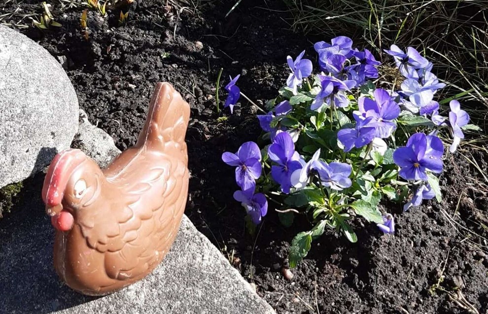 Dagens billede: H�nen Choko og lilla stedmoderblomster