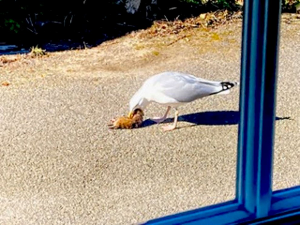 Dagens billede: Forslugen m�ge i Gudhjem