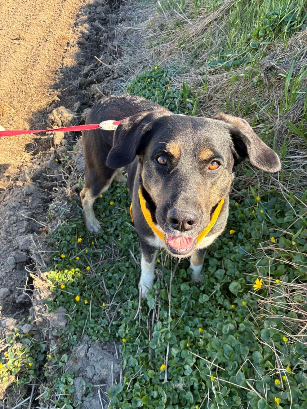 Glad for hunde? S� kan du melde dig nu