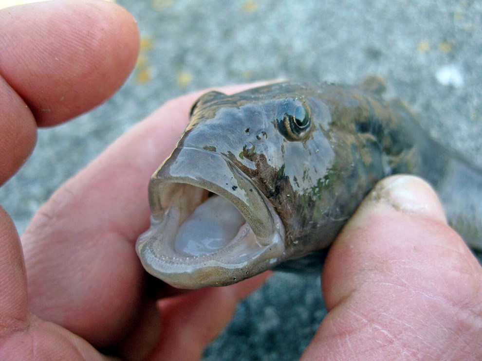 Melding fra Sk�ne: Invasiv fisk smager godt