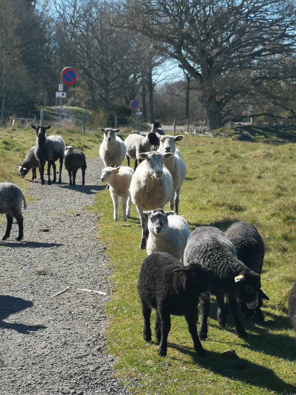 Dagens billede: Velkomstkomit� ved Hammershus