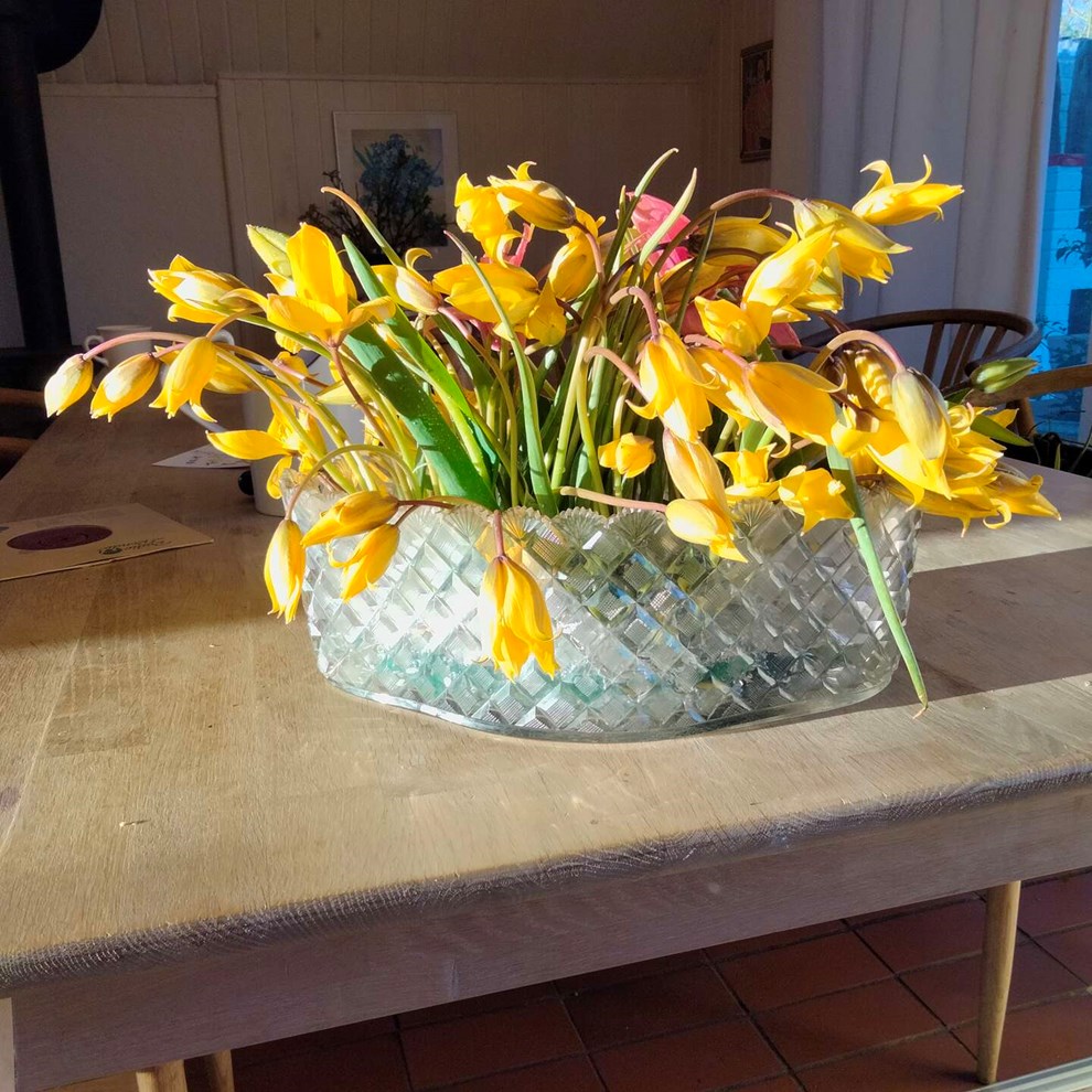 Dagens billede: Vilde tulipaner fra bornholmske gr�ftekanter