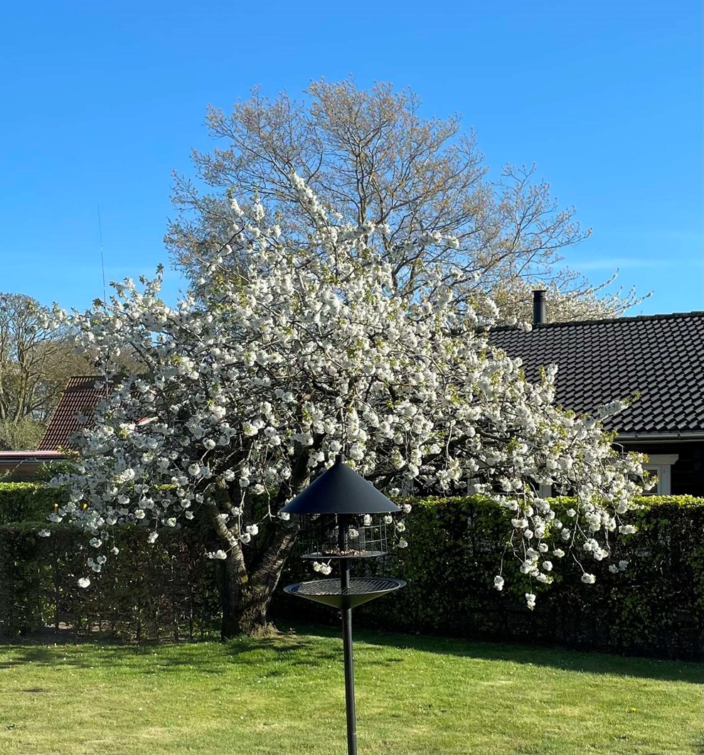 Dagens billede: Kirseb�rtr�et i fuld flor
