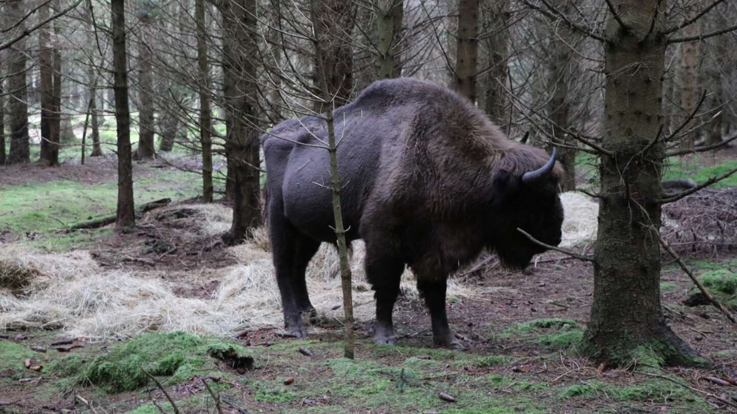 Anklage: Bisonerne mistrives