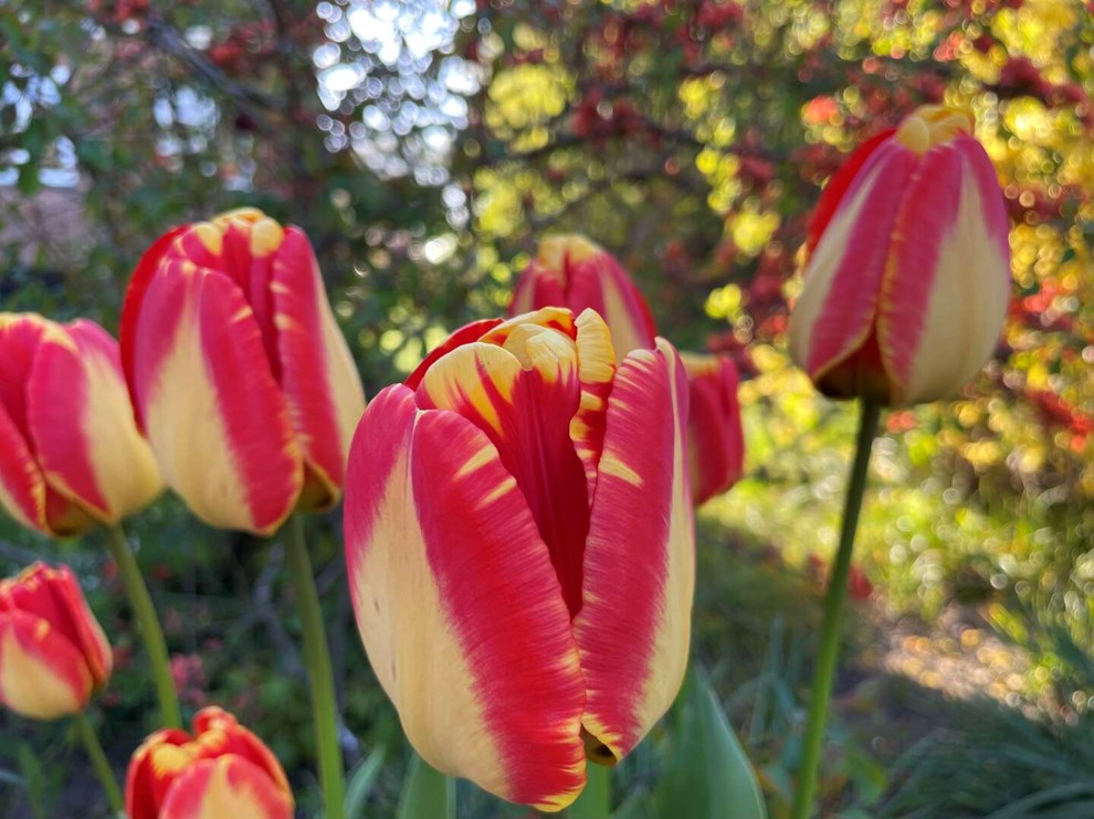 Dagens billede: Tulipaner i smukt lys