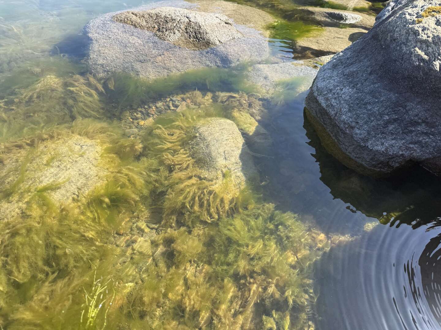 Landbrugets svin sl�r fiskene ihjel
