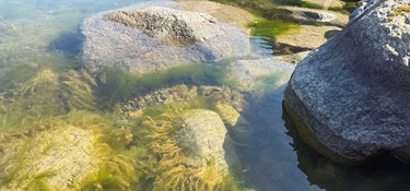 Landbrugets svin slår fiskene ihjel