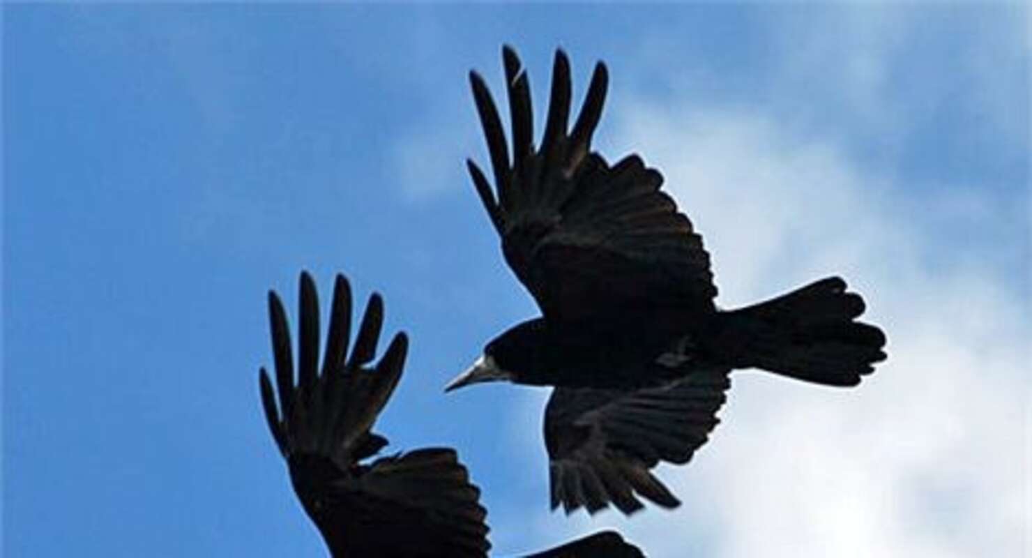 Skyd dem, siger en. Stop, siger en anden
