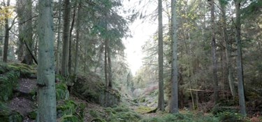 Millionfredning giver ikke mere natur