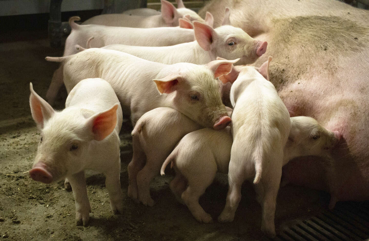 Bornholms v�rdi kan ikke g�res op i antallet af svin
