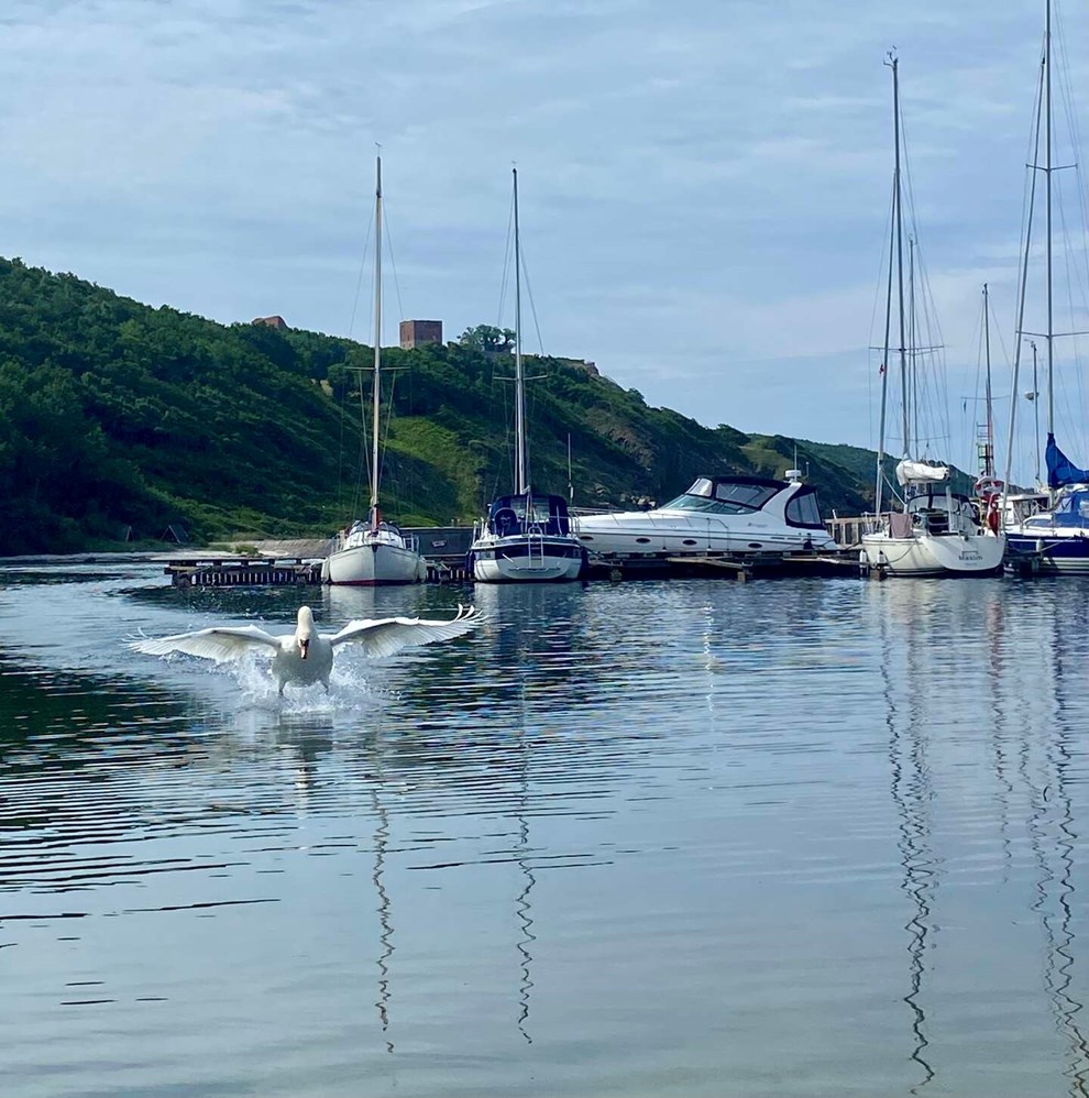 Dagens billede: Sur svane i S�ne Havn f� sekunder f�r angreb