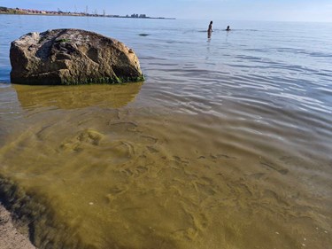 Varm sommer: �en omringet af alger