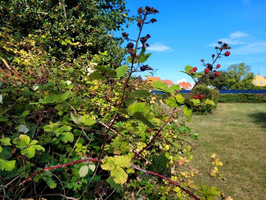 Blod, sved og bromb�r