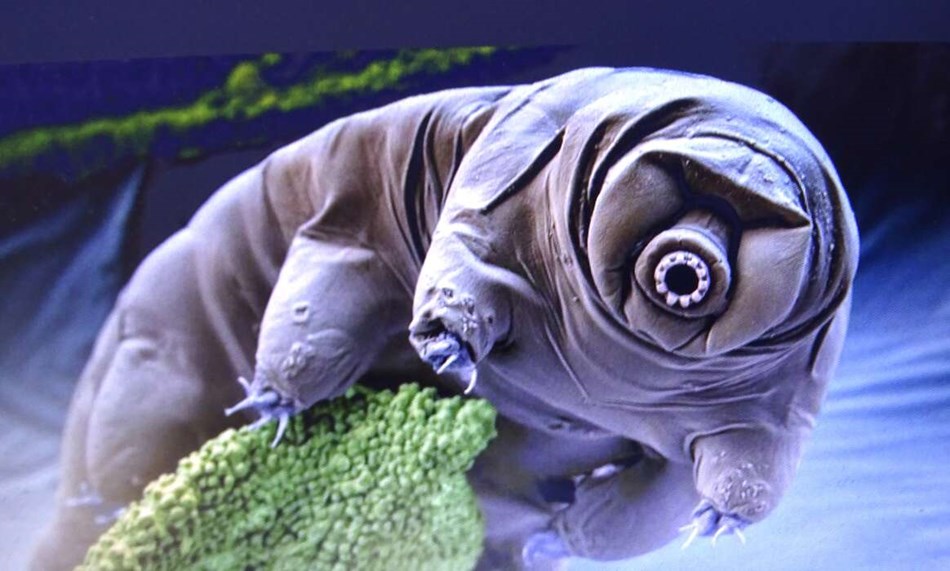 Ulve, l�ver og bj�rne p� Bornholm � men i miniformat