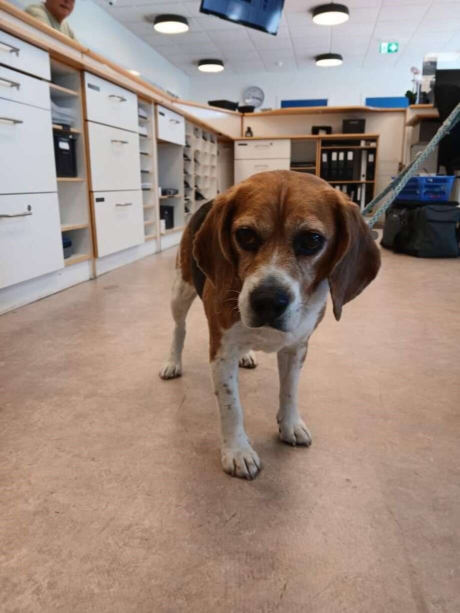 Politiet s�ger ejer til efterladt hund