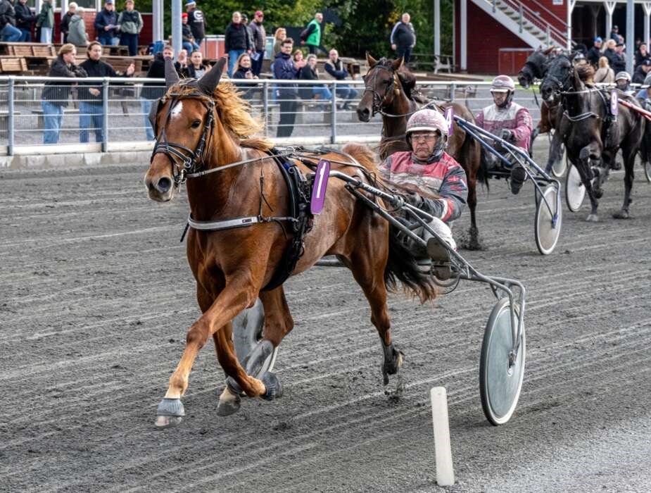 Tre heste fra Nyk�bing F. redder 3-�rs Mesterskab