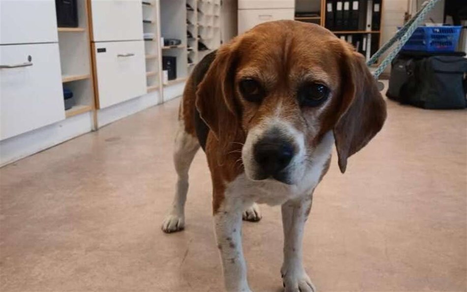 Politiet søger ejer til efterladt hund